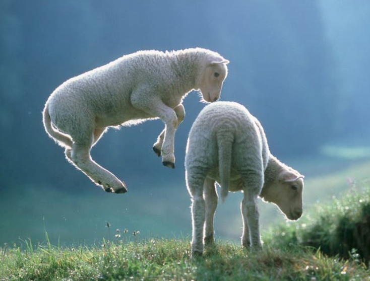 Lamm- und Schaf-Lebende Tiere